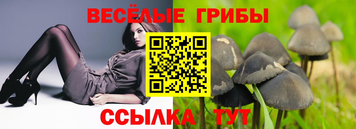 магазин продажи   Галлюциногенные грибы Magic Shrooms  Вход с VPN  Сокол 